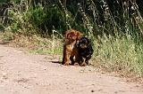 KING CHARLES SPANIEL 181